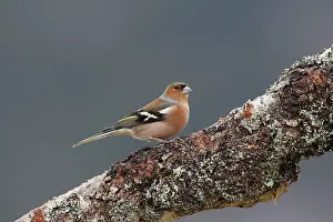Chaffinches: Common Chaffinch male