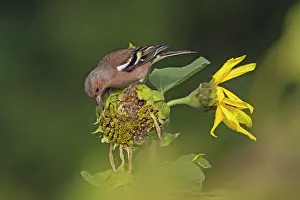 Chaffinches: Common Chaffinch male feeding on sunflower