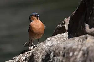 141118: Common Chaffinch - A male - at Raupara Water Gardens