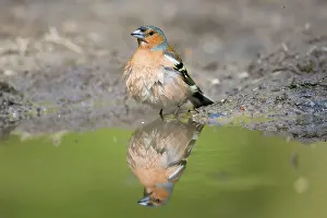 Finch: Common Chaffinch water