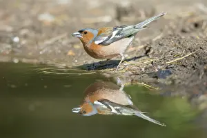 Holstein: Common Chaffinch water