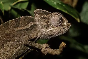Chamaeleon: COMMON CHAMAELEON