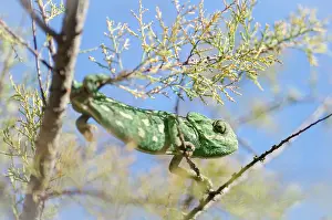 Malta: Common Chameleon