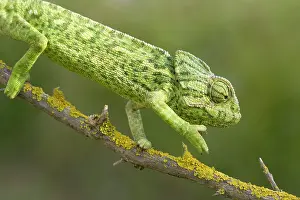 Formosa: Common Chameleon