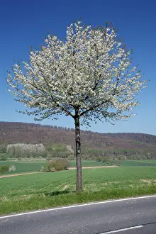 Cherries: Common Cherry Tree - flowering on roadside