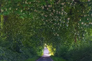 Allee: Common Chestnut, allee of mature trees in blossom