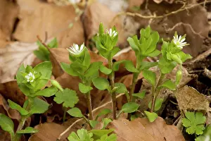 Chickweed: Common chickweed