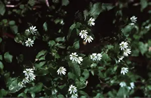 Weeds: Common CHICKWEED