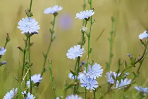 Cichorium: Common Chicory