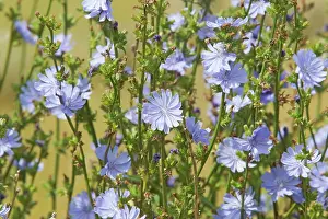 Cichorium: Common Chicory