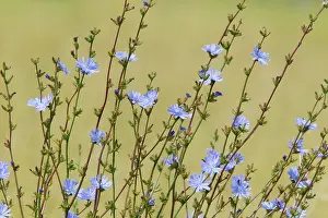 Cichorium: Common Chicory