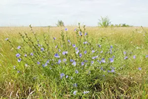 Cichorium: Common Chicory