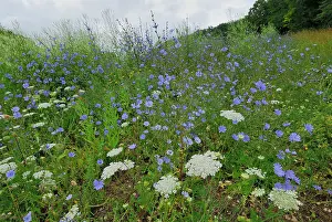 Strip: Common Chicory Wildflower strip Fallow land