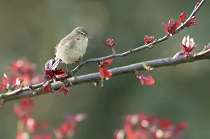 Chiffchaff: Common Chiffchaff