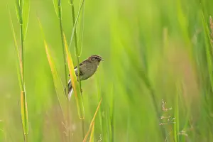 Chiffchaff: Common Chiffchaff