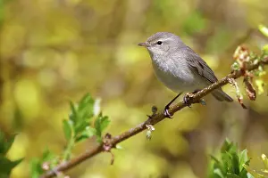 Chiffchaff: common chiffchaff