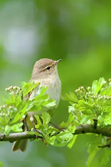 Chiffchaff: Common Chiffchaff