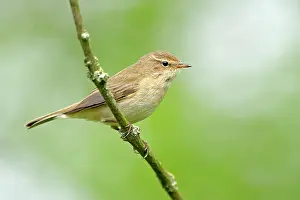 Chiffchaff: Common Chiffchaff