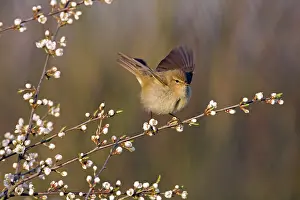 Blackthorn: Common Chiffchaff