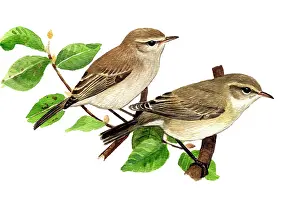Chiffchaff: Common Chiffchaff