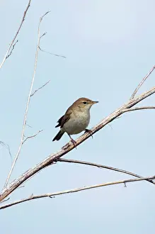 Chiffchaff: Common Chiffchaff - adult - alarmed sits on a dry
