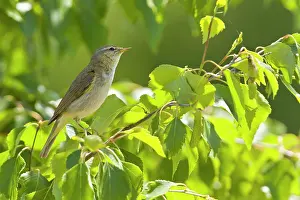 Allariz: Common Chiffchaff perched on branch Allariz, Galicia, Spain