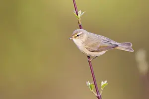 Chiffchaff: Common Chiffchaff (Phylloscopus collybita)