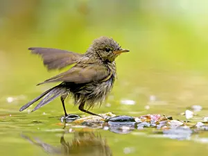 Shallow: Common Chiffchaff (Phylloscopus collybita) bathing