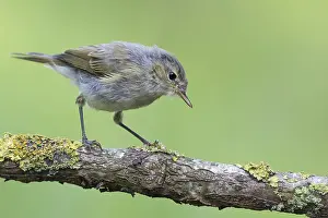 Saxony: Common Chiffchaff (Phylloscopus collybita) perched on a branch