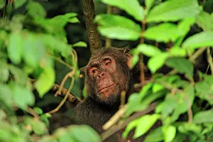 Troglodytes: Common Chimpanzee / Nigeria Chimpanzee - controlled