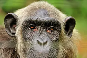 Troglodytes: Common Chimpanzee / Nigeria Chimpanzee - controlled