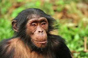 Troglodytes: Common Chimpanzee / Nigeria Chimpanzee - controlled