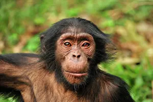 Troglodytes: Common Chimpanzee / Nigeria Chimpanzee - controlled