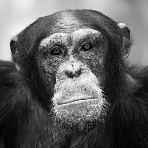 Robust: Common Chimpanzee (Pan troglodytes)