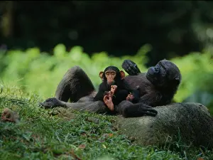 Passenger: Common chimpanzee (Pan troglodytes) Bonobo