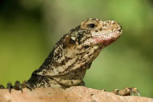 Obesus: Common Chuckwalla