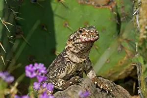 Obesus: Common Chuckwalla
