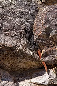 Chuckwalla: Common Chuckwalla