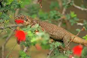 Obesus: Common Chuckwalla - Eating blossoms in tree