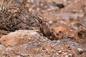 Chuckwalla: Common Chuckwalla female