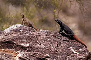 Chuckwalla: Common Chuckwalla Pair
