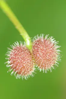 Cleavers: Common Cleavers - Seeds