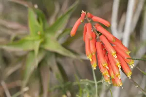 Aloe: Common climbing aloe (Aloe ciliaris), inflorescence part
