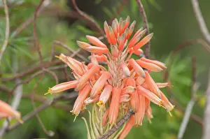 Aloe: The common climbing aloe (Aloe ciliaris), inflorescence particular, Liguria, Italy