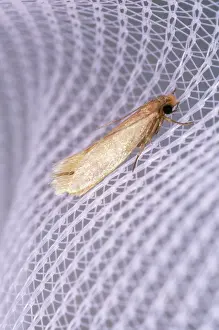 Tineola: Common Clothes MOTH