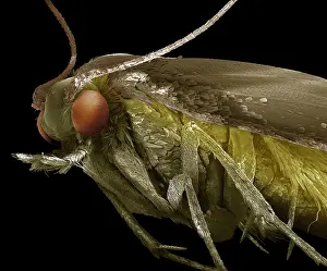 Tineola: Common Clothes Moth;