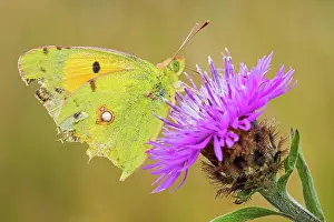Colias: Common Clouded Yellow Butterfly perched on flower