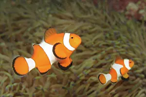 Ocellaris: Common Clownfish