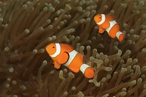 Actiniaria: Common Clownfish