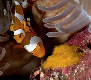 Magnifica: Common Clownfish